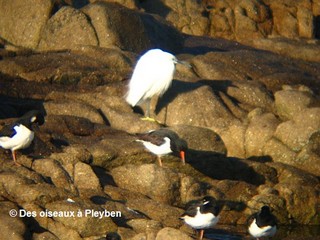 Une aigrette garzette