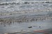 Un groupe de bécasseau sanderling, au bord des vagues, sur la plage de Pentrez (28/02/2010)