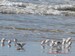 Un groupe de bécasseau sanderling, au bord des vagues, sur la plage de Pentrez (28/02/2010)