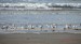 Un groupe de bécasseau sanderling, au bord des vagues, sur la plage de Pentrez (28/02/2010)