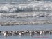 Un groupe de bécasseau sanderling, au bord des vagues, sur la plage de Pentrez (28/02/2010))