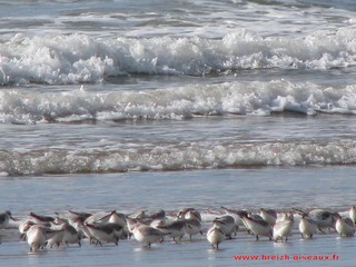 bécasseaux sanderling