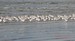 Un groupe de bécasseau sanderling, au bord des vagues, sur la plage de Pentrez (28/02/2010)