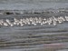 Un groupe de bécasseau sanderling, au bord des vagues, sur la plage de Pentrez (28/02/2010))