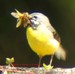 Une bergeronnette des ruisseaux apportant des insectes à ses petits (08/05/05)