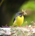 Une bergeronnette des ruisseaux apportant des insectes à ses petits (08/05/05)