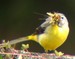 Une bergeronnette des ruisseaux apportant des insectes à ses petits (08/05/05)