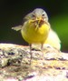 Une bergeronnette des ruisseaux apportant des insectes à ses petits (08/05/05)