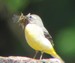 Une bergeronnette des ruisseaux apportant des insectes à ses petits (08/05/05)