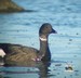 Une bernache cravant : poitrine légèrement enduite de mazout (Santec 13/02/09) Est-ce la sous-espèces à ventre sombre (Branta bernicla nigricans)?