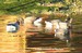 Un groupe de bernaches cravants dans le port de Moguériec Nord-Finistère(22/01/06)
