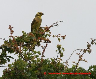 Le bruant jaune