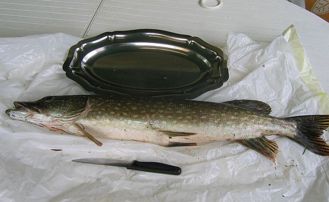 Le brochet