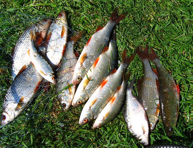 Les poissons du canal de Nantes à Btrest