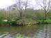 Un mâle colvert au repos sous un arbre : la femelle doit couver à proximité (Sans digiscopie 27/04/09)