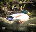 Un mâle colvert au repos sous un arbre : la femelle doit couver à proximité (Avec digiscopie 27/04/09)
