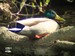 Un mâle colvert au repos sous un arbre : la femelle doit couver à proximité (Avec digiscopie 27/04/09)