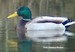 Un mâle colvert sur le canal de Nantes à Brest( 30/01/2007)