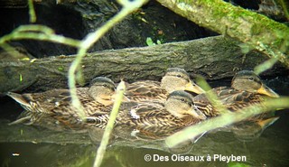 Jeunes canards colverts