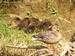 Une femelle avec sa nichée de 8 canetons de plus d'un mois, prenant le soleil(29/05/05)
