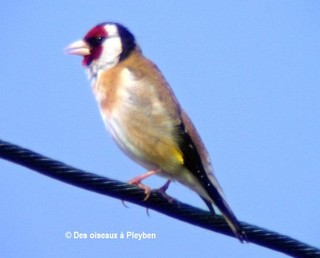 Le chardonneret élégant