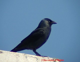 Le choucas des tours