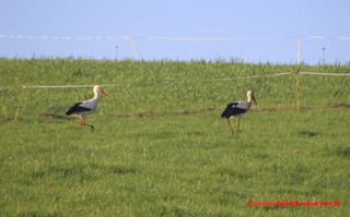 couple de cigognes