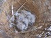 Bébés colombes diamant de 3 jours (10/03/05)
