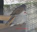 Un couple de colombes diamant M : gris c.blanc - F: couleur sauvage