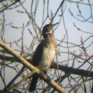 Cormorans