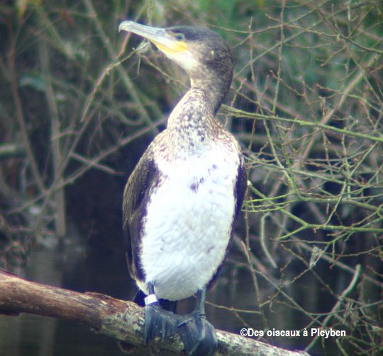 Cormorans