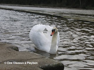 Le cygne