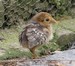 2 poussins faisans dorés de 10 jours couvés et elevés par leur mère (10/07/09)