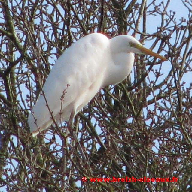 Grande aigrette