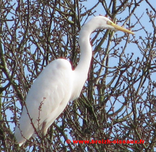 Grande aigrette