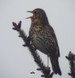 Une grive musicienne m�le, chantant au sommet d'un sapin (18/04/09)