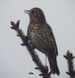 Une grive musicienne m�le, chantant au sommet d'un sapin (18/04/09)