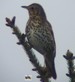 Une grive musicienne m�le, chantant au sommet d'un sapin (18/04/09)