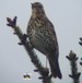 Une grive musicienne m�le, chantant au sommet d'un sapin (18/04/09)