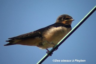 Hirondelles rustiques sur un fil