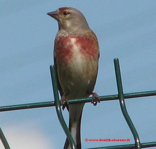 Linotte mélodieuse