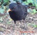 Merle noir au sol rechercant sa nourriture
