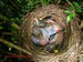 Les trois petits merles ont déjà plusieurs jours et les plumes commecent à pousser(14/04/2011)