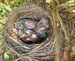 Il y a bien 3 oisillons merles dans le nid (24/04/2010)