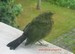 Un jeune merle noir est venu s'abrité sur le rebord de ma fenêtre (02/07/2010)