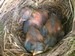 3 bébés merles d'une semaine dans un nid situédans un laurier (07/04/08)