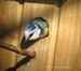 Mésange bleue sortant de son nid (19/03/05)