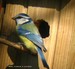 Mésange bleue à l'entrée de son nid