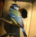 Mésange bleue à l'entrée de son nid : pas contente de ma présence
