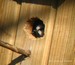 Mésange bleue sortant de son nid (19/03/05)